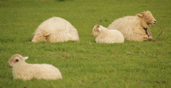Groupe Moutons Campagne — Photo