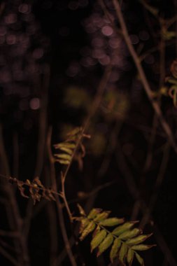 Kırsalda ilkbahar bitkileri