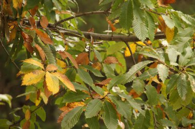 Kırsalda ilkbahar bitkileri
