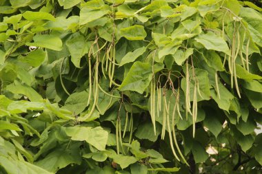 Kırsalda ilkbahar bitkileri