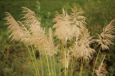 Kırsalda ilkbahar bitkileri