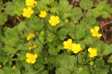 Kırsalda ilkbahar bitkileri