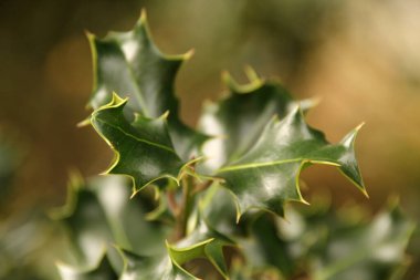 Kırsalda ilkbahar bitkileri