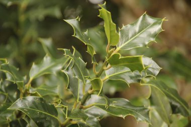 Kırsalda ilkbahar bitkileri