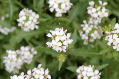 Kırsalda ilkbahar bitkileri