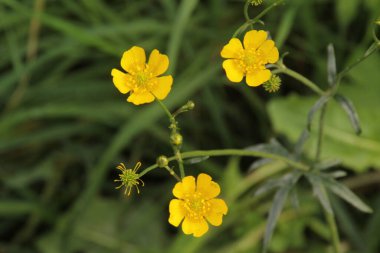 Kırsalda ilkbahar bitkileri