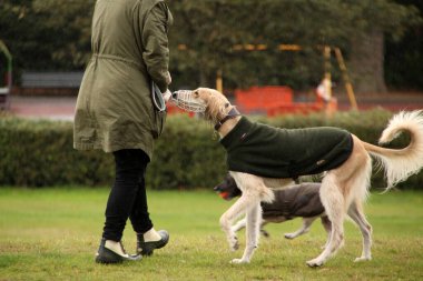 Mutlu köpek gündüz vakti