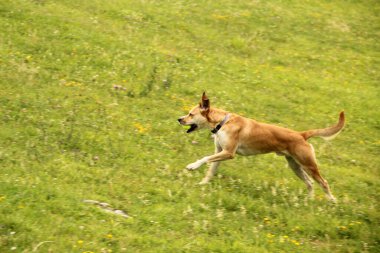 Mutlu köpek gündüz vakti
