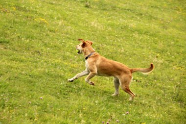 Mutlu köpek gündüz vakti