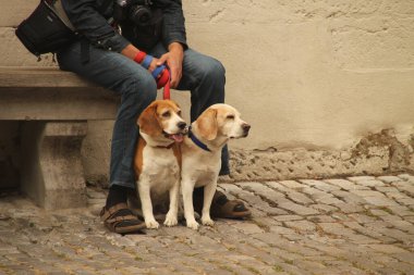 Mutlu köpek gündüz vakti
