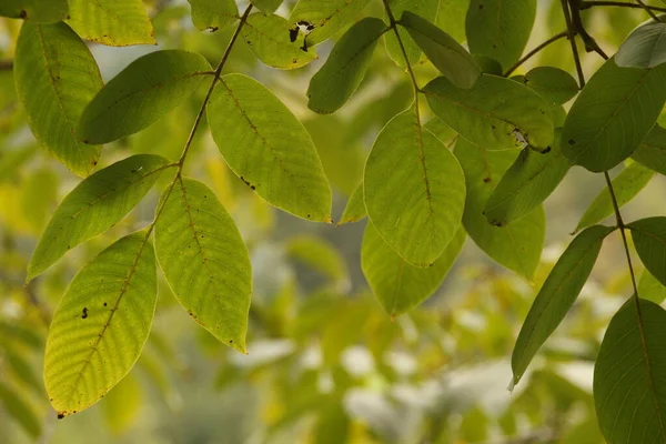 Frühlingsvegetation Auf Dem Land — Stockfoto