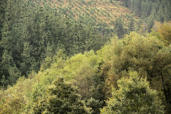 Voorjaarsvegetatie Het Platteland — Stockfoto