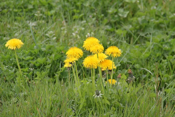 Vegetação Primavera Campo — Fotografia de Stock