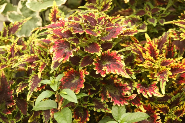 Vegetazione Primaverile Campagna — Foto Stock