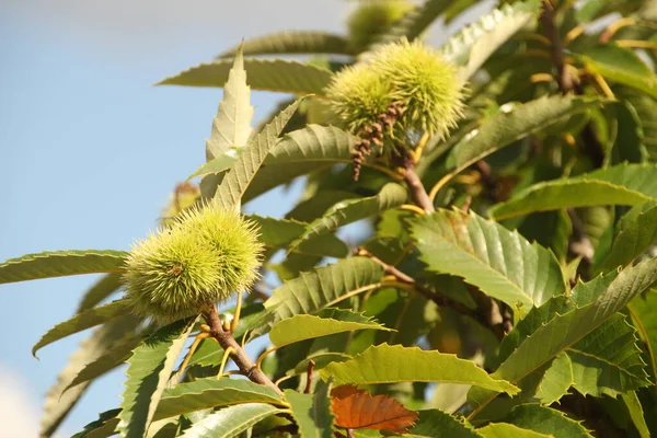 Vegetación Primavera Campo — Foto de Stock