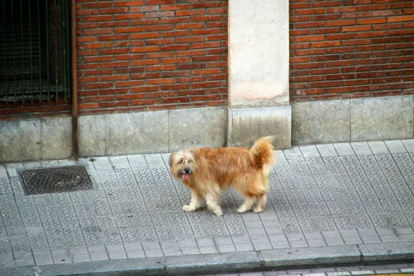 Feliz Perro Luz Del Día — Foto de Stock