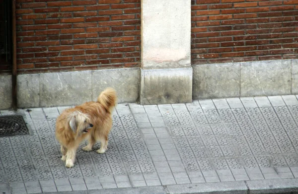 Happy Dog Daylight — Stock Photo, Image