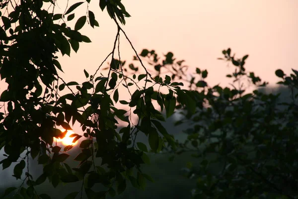 夏の日の夕暮れ — ストック写真