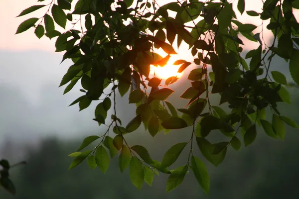 夏の日の夕暮れ — ストック写真