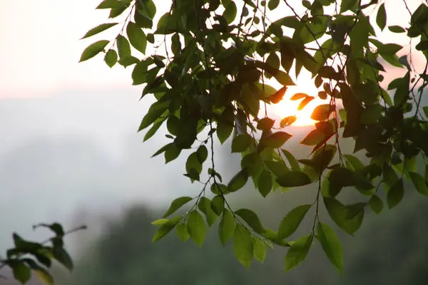 Crepúsculo Dia Verão — Fotografia de Stock