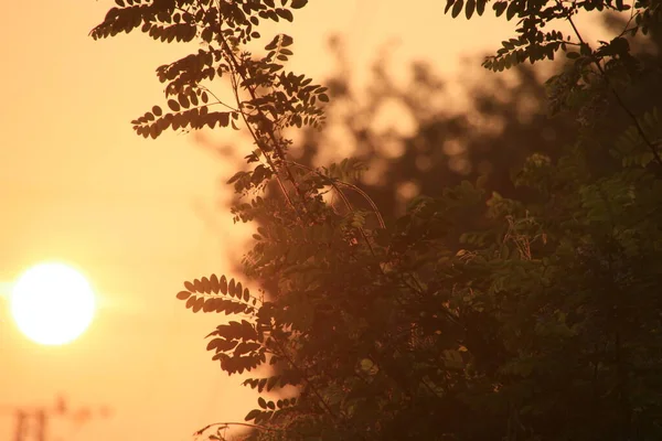 夏の日の夕暮れ — ストック写真