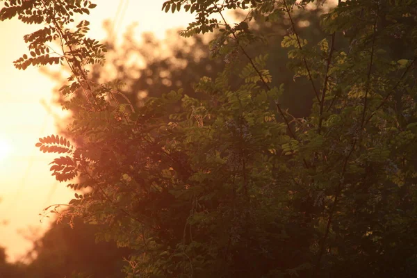 夏の日の夕暮れ — ストック写真