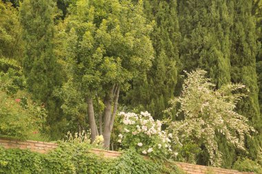 Bir bahar günü ağaçlar