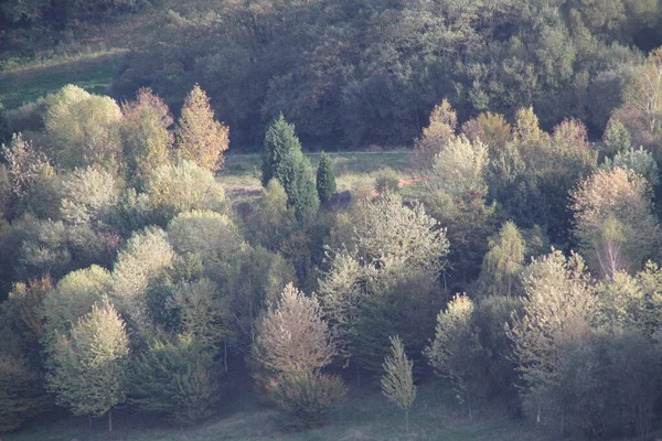 Bomen Een Lentedag — Stockfoto