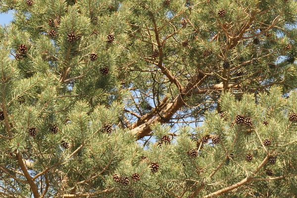 Träd Vårdag — Stockfoto