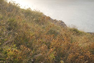 Bask kıyısının görüntüsü