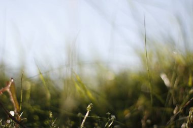 Bir şehir parkında bitki örtüsü