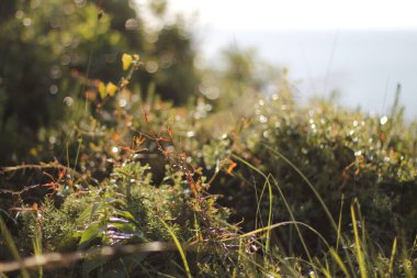Bir şehir parkında bitki örtüsü