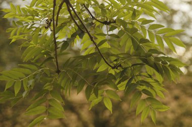 Bir şehir parkında bitki örtüsü