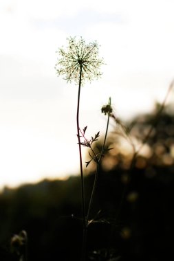 Bir şehir parkında bitki örtüsü