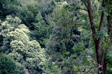 Bir şehir parkında bitki örtüsü