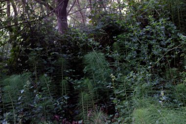 Bir şehir parkında bitki örtüsü