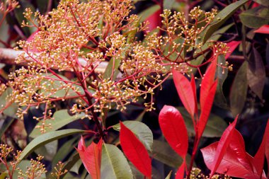 Bir şehir parkında bitki örtüsü