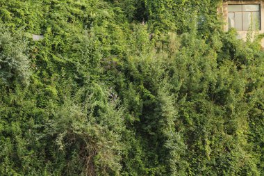 Bir şehir parkında bitki örtüsü