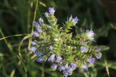 Bir şehir parkında bitki örtüsü