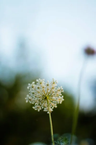 Vegetation Urban Park — Stock Photo, Image