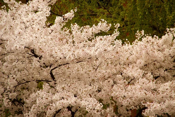 Vegetation Stadtpark — Stockfoto