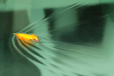 Bir havuzun yüzeyinde yaprak