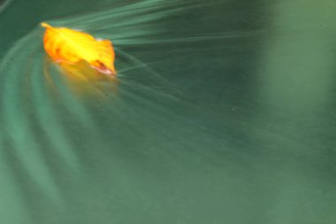 Bir havuzun yüzeyinde yaprak