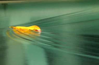 Bir havuzun yüzeyinde yaprak