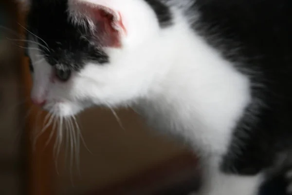 Kočka Domácí Doma — Stock fotografie