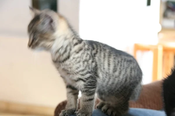 Gato Doméstico Casa — Fotografia de Stock