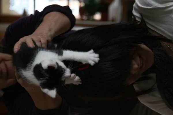 Gato Doméstico Casa — Fotografia de Stock