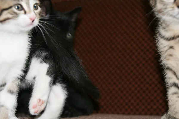 Gato Doméstico Casa — Fotografia de Stock