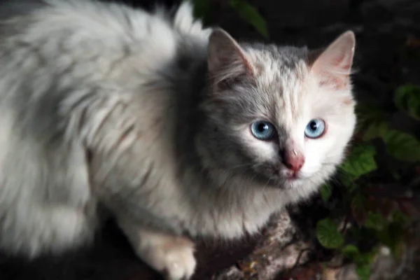 Gato Doméstico Casa — Fotografia de Stock