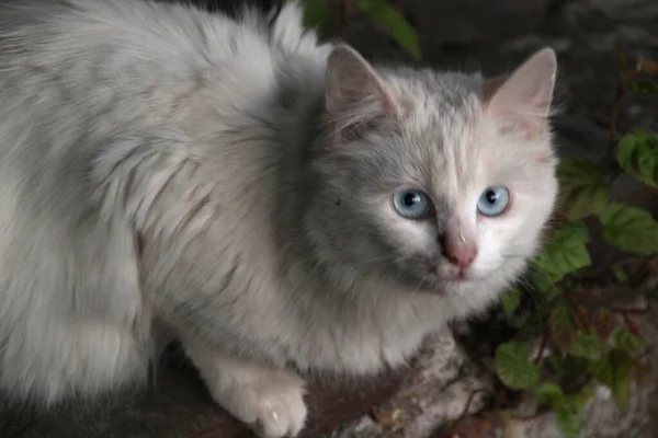 Gatto Domestico Casa — Foto Stock